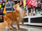 petshop cão