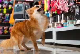 petshop cão
